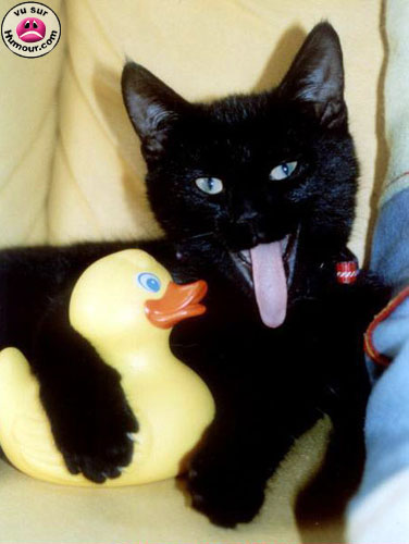 Mon ami le canard...